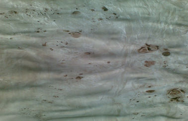 Folhas de folheado de madeira cortadas do corte do álamo Burl natural, folheado do Burl do olmo