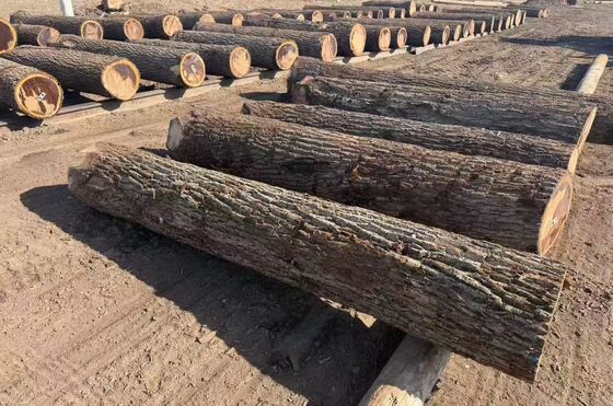 Oak Veneer Sheets with Crown Grain Pattern in 0.2-0.6mm Thickness and Up To 1220mm Width for Furniture and Decoration (Lançadas de carvalho)